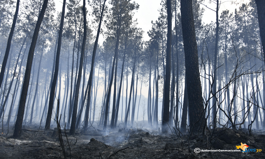 Feu de forêts Serviers 13-06-2022 (9).jpg