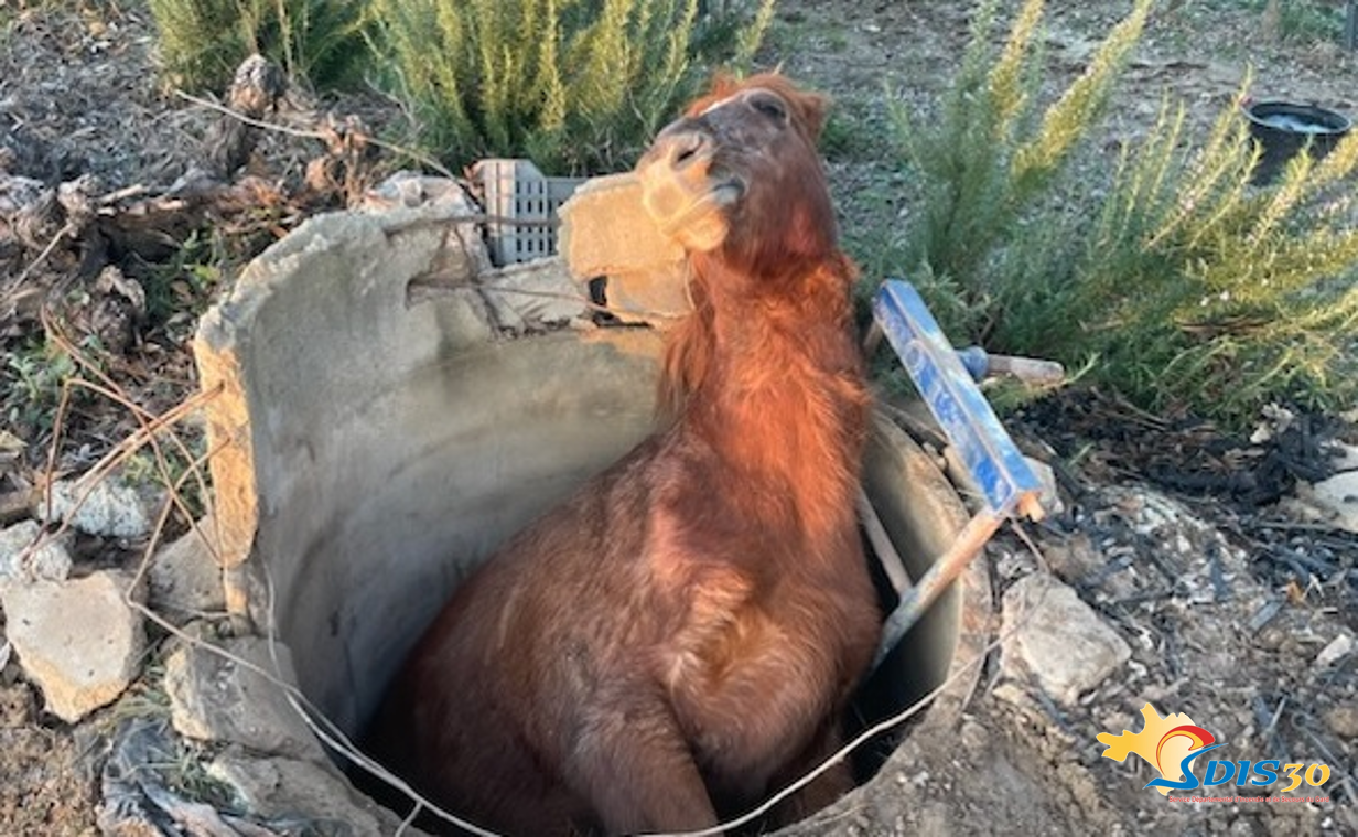 Sauvetage cheval dans un puits